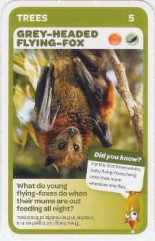 #5
Grey-Headed Flying-Fox

(Front Image)