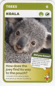 #6
Koala

(Front Image)
