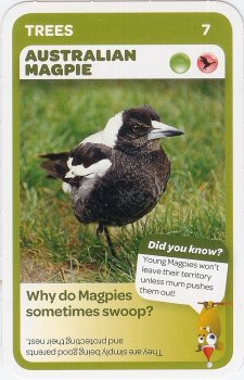 #7
Australian Magpie

(Front Image)