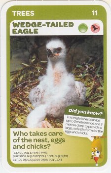 #11
Wedge-Tailed Eagle

(Front Image)