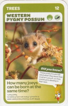 #12
Western Pygmy Possum

(Front Image)