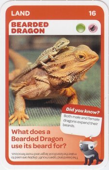 #16
Bearded Dragon

(Front Image)