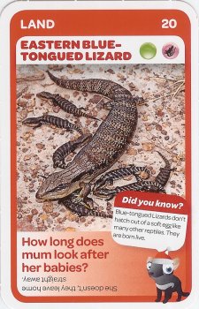 #20
Eastern Blue-Tongued Lizard

(Front Image)
