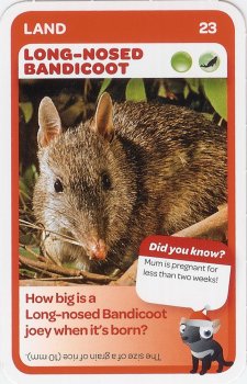 #23
Long-Nosed Bandicoot

(Front Image)