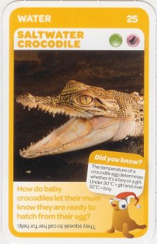 #25
Saltwater Crocodile

(Front Image)