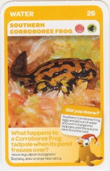 #26
Southern Corroboree Frog

(Front Image)