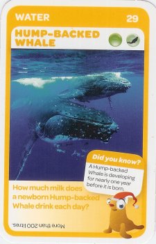 #29
Hump-Backed Whale

(Front Image)