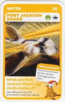 #30
Port Jackson Shark

(Front Image)