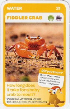 #31
Fiddler Crab

(Front Image)