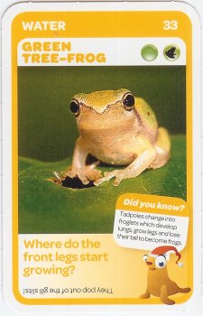 #33
Green Tree-Frog

(Front Image)