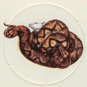 Python Reticule

(Front Image)