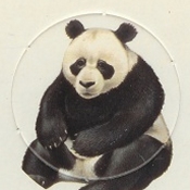 Grand Panda

(Front Image)