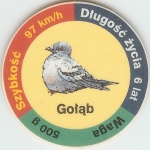 GotÄ…b (Pigeon)

(Front Image)