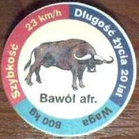 BawÃ³Å‚ afr. (African Buffalo)

(Front Image)