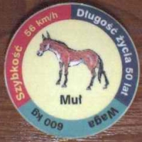 Mul (Mule)

(Front Image)