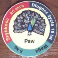 Paw (Peacock)

(Front Image)