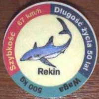 Rekin (Shark)

(Front Image)