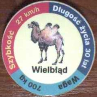 WielbÅ‚Ä…d (Camel)

(Front Image)