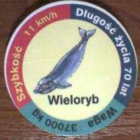 Wieloryb (Whale)

(Front Image)