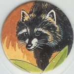 Raccoon
(1 Point)

(Front Image)