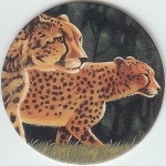 #3
The Cheetah

(Front Image)