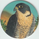 #10
The Peregrine Falcon

(Front Image)