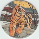 #11
The Siberian Tiger

(Front Image)